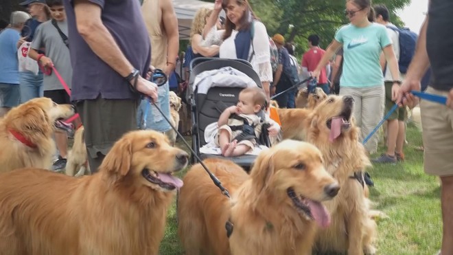 Argentina: Quy tụ 2.000 con chó Golden để phá kỷ lục thế giới - Ảnh 4.