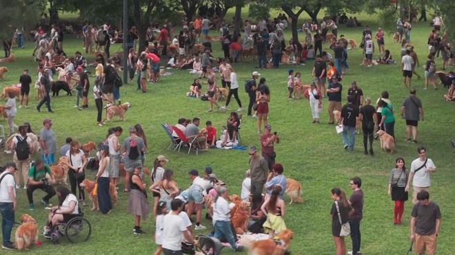 Argentina: Quy tụ 2.000 con chó Golden để phá kỷ lục thế giới - Ảnh 1.