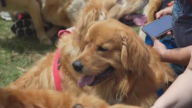 Argentina: Quy tụ 2.000 con chó Golden để phá kỷ lục thế giới - Ảnh 3.