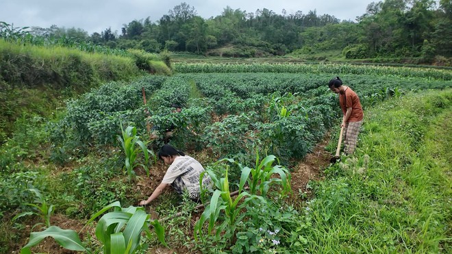 Chuyện cô bé 15 tuổi bổ củi, nhổ cỏ ngô, tưới ớt- Ảnh 3. Chuyện cô bé 15 tuổi bổ củi, nhổ cỏ ngô, tưới ớt- Ảnh 3.