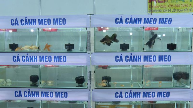 Tuần lễ Giống, Nông nghiệp Công nghệ cao và Sinh vật cảnh năm 2025 có gì hay? - Ảnh 5.