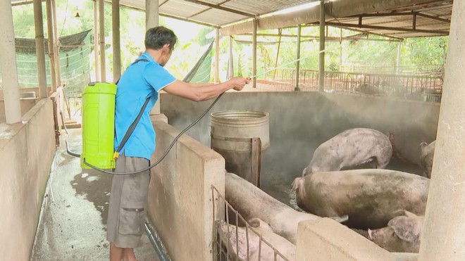 Người chăn nuôi chủ động phòng chống dịch tả heo Châu Phi - Ảnh 2.