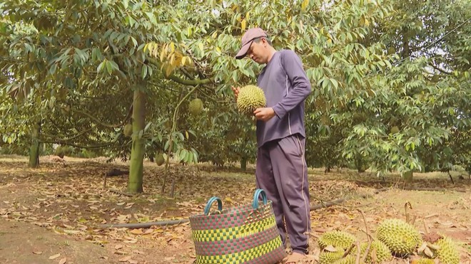 Sầu riêng, nhãn xuồng cơm vàng “được mùa, mất giá": Nhà vườn khó khăn - Ảnh 3.