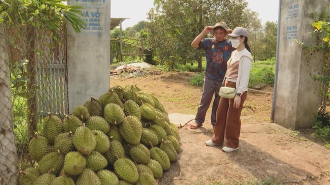 Sầu riêng, nhãn xuồng cơm vàng “được mùa, mất giá": Nhà vườn khó khăn - Ảnh 2.