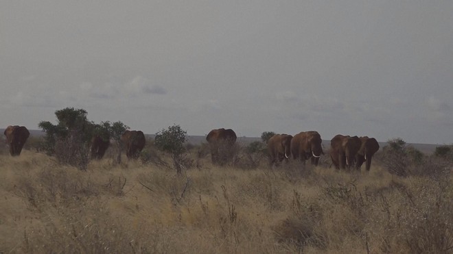 Ngày Voi thế giới: Nông dân Kenya sống hòa hợp cùng voi - Ảnh 2.