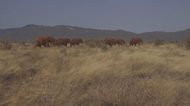Ngày Voi thế giới: Nông dân Kenya sống hòa hợp cùng voi - Ảnh 3.
