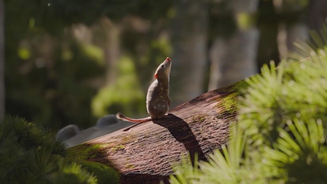 Chile: Hóa thạch 74 triệu năm tuổi hé lộ "mắt xích" tiến hóa của động vật có vú- Ảnh 2. Chile: Hóa thạch 74 triệu năm tuổi hé lộ "mắt xích" tiến hóa của động vật có vú- Ảnh 2.