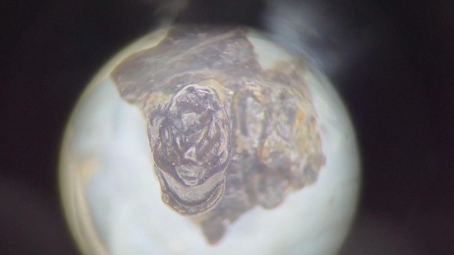 Chile: Hóa thạch 74 triệu năm tuổi hé lộ "mắt xích" tiến hóa của động vật có vú- Ảnh 3. Chile: Hóa thạch 74 triệu năm tuổi hé lộ "mắt xích" tiến hóa của động vật có vú- Ảnh 3.