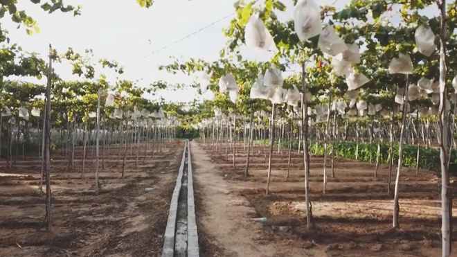 Từ cánh đồng đến bàn ăn: hành trình hội nhập của nông sản Việt Nam - Ảnh 12.