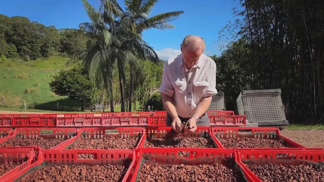Australia: Diện tích trồng cây cacao phát triển nhờ nhu cầu sôcôla tăng cao - Ảnh 1.