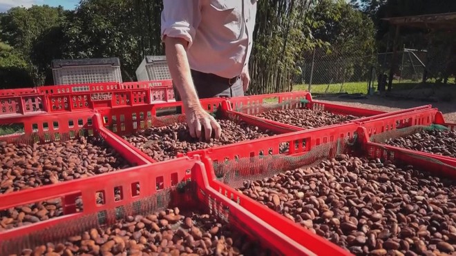 Australia: Diện tích trồng cây cacao phát triển nhờ nhu cầu sôcôla tăng cao - Ảnh 2.