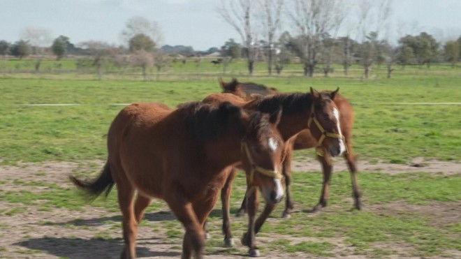 Argentina: Tranh cãi quanh ngựa chỉnh sửa gen- Ảnh 1. Argentina: Tranh cãi quanh ngựa chỉnh sửa gen- Ảnh 1.