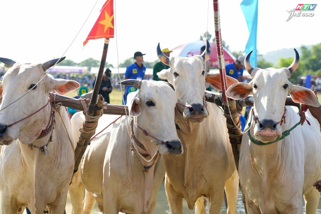 Một không gian văn hóa mới của Hội đua bò Bảy Núi An Giang - Ảnh 2.