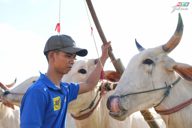 Một không gian văn hóa mới của Hội đua bò Bảy Núi An Giang - Ảnh 3.