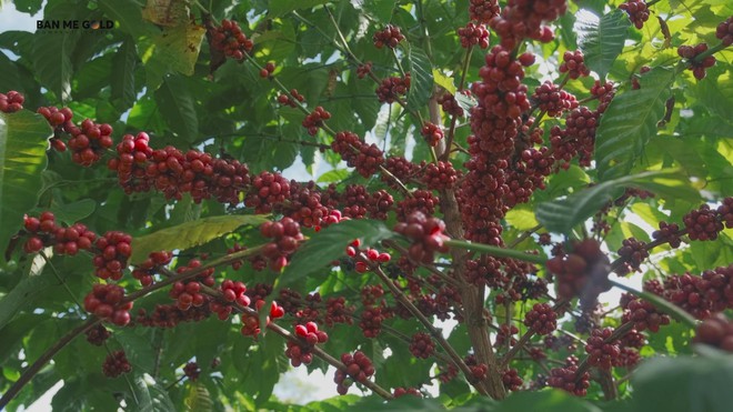 Tỷ lệ doanh nghiệp Việt tận dụng cơ hội FTA chỉ khoảng 40% - Ảnh 1.