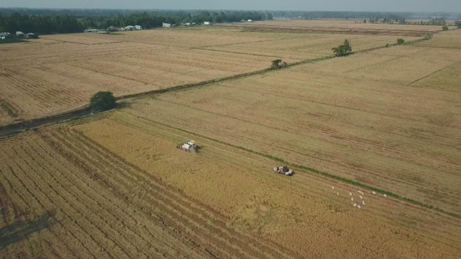 Ngành gạo Việt Nam ứng phó trước biến động nhập khẩu từ Philippines và Indonesia - Ảnh 6.