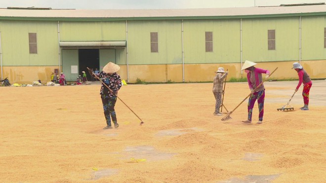 Ngành gạo Việt Nam ứng phó trước biến động nhập khẩu từ Philippines và Indonesia - Ảnh 4.