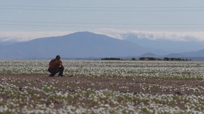 Sa mạc Atacama xuất hiện ...những thảm hoa sặc sỡ - Ảnh 7.