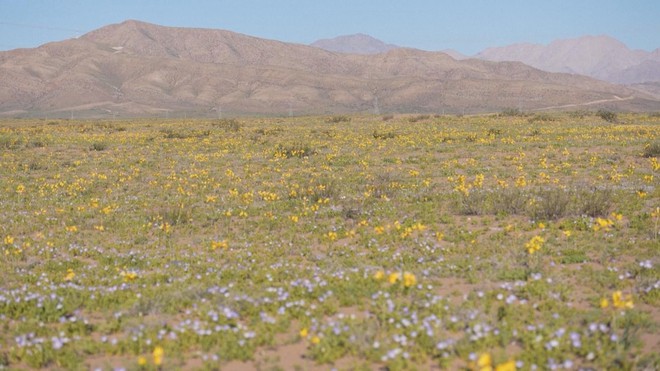 Sa mạc Atacama xuất hiện ...những thảm hoa sặc sỡ - Ảnh 5.