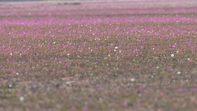 Sa mạc Atacama xuất hiện ...những thảm hoa sặc sỡ - Ảnh 4.