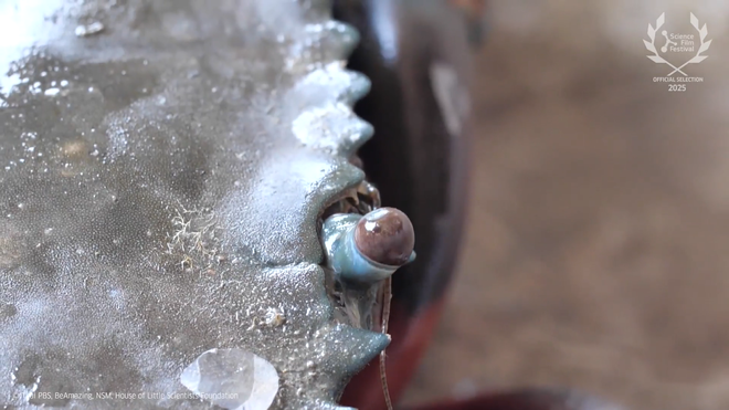 Liên hoan phim khoa học 2025: Ngôi nhà của các khoa học gia nhí- Ảnh 11.