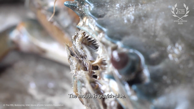 Liên hoan phim khoa học 2025: Ngôi nhà của các khoa học gia nhí- Ảnh 10.