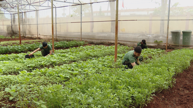 Đại đội Pháo binh 40 vượt nắng gió thao trường, chăm 500 chậu hoa đón Tết - Ảnh 4.