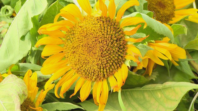 Không gian ven sông Sài Gòn thay áo mới - Ảnh 2.