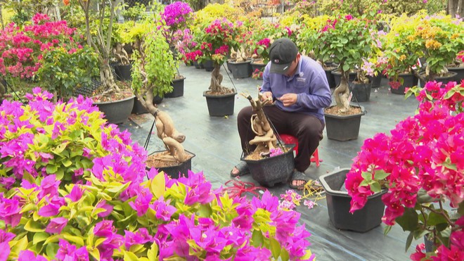 60 Giây ngày 15/1/2026 | Lễ hội sắc xuân 4 miền hội tụ ở vườn hoa Vạn Phúc - Ảnh 4.