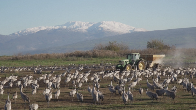Israel: Chim di cư đổ về khu bảo tồn Agamon Hula  - Ảnh 1.