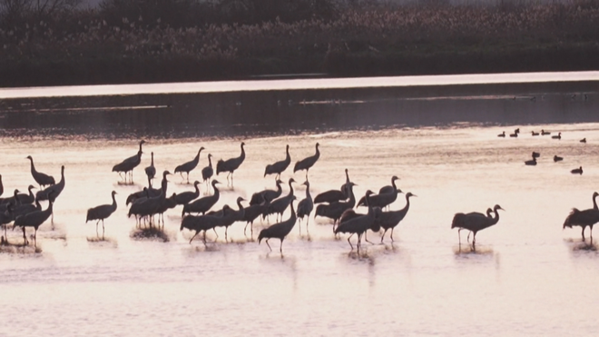Israel: Chim di cư đổ về khu bảo tồn Agamon Hula  - Ảnh 2.