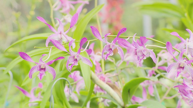 Vươn khơi - Ngày 17/1/2026 |  - Ảnh 4.