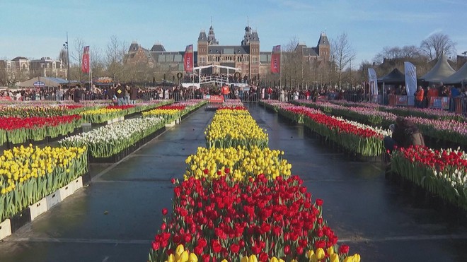 Hà Lan: Hoa tulip khoe sắc mang thông điệp năm mới 2026 - Ảnh 2.