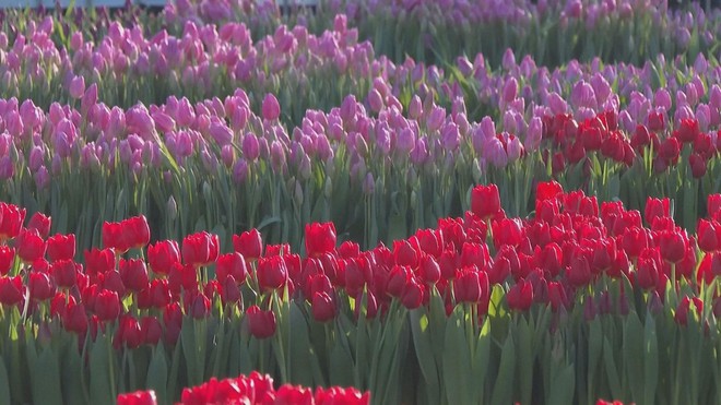 Hà Lan: Hoa tulip khoe sắc mang thông điệp năm mới 2026 - Ảnh 3.