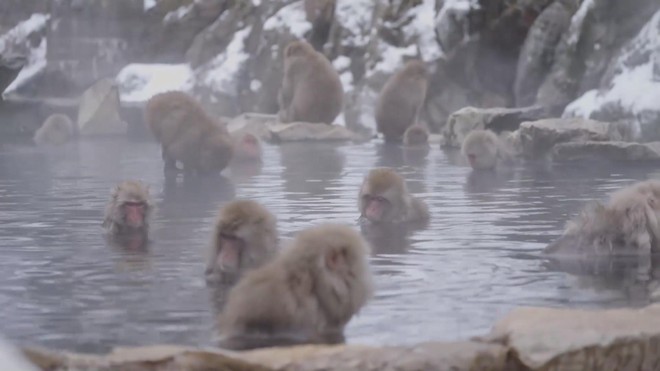 Xem khỉ tắm suối nước nóng ở Jigokudani, Nhật Bản - Ảnh 3.