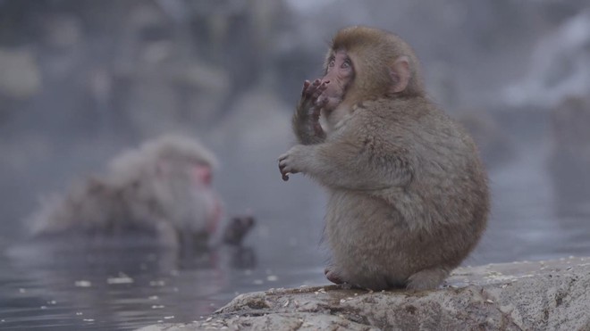 Xem khỉ tắm suối nước nóng ở Jigokudani, Nhật Bản - Ảnh 2.