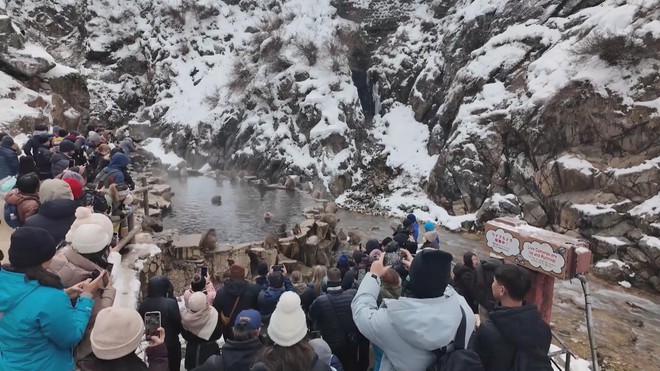 Xem khỉ tắm suối nước nóng ở Jigokudani, Nhật Bản - Ảnh 4.