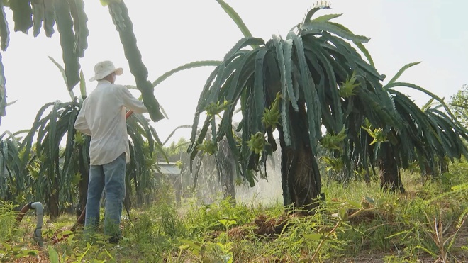 Hơn 20.000 tấn trái cây từ TP. Hồ Chí Minh sẵn sàng cung ứng thị trường Tết - Ảnh 6.