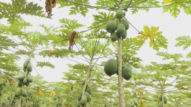 Hơn 20.000 tấn trái cây từ TP. Hồ Chí Minh sẵn sàng cung ứng thị trường Tết - Ảnh 3.