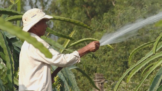 Hơn 20.000 tấn trái cây từ TP. Hồ Chí Minh sẵn sàng cung ứng thị trường Tết - Ảnh 5.