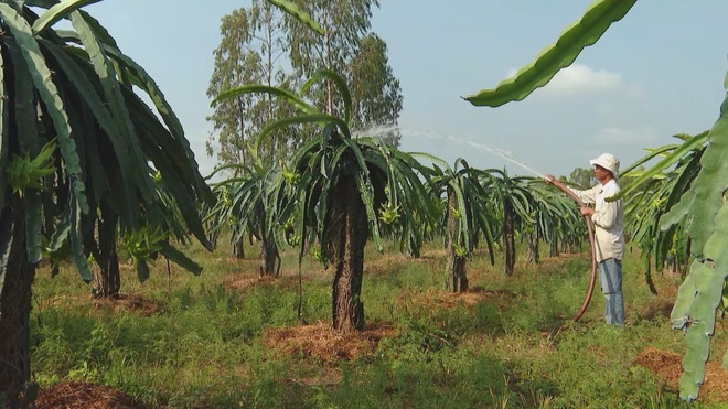 Hơn 20.000 tấn trái cây từ TP. Hồ Chí Minh sẵn sàng cung ứng thị trường Tết - Ảnh 4.