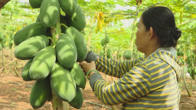 Hơn 20.000 tấn trái cây từ TP. Hồ Chí Minh sẵn sàng cung ứng thị trường Tết - Ảnh 1.