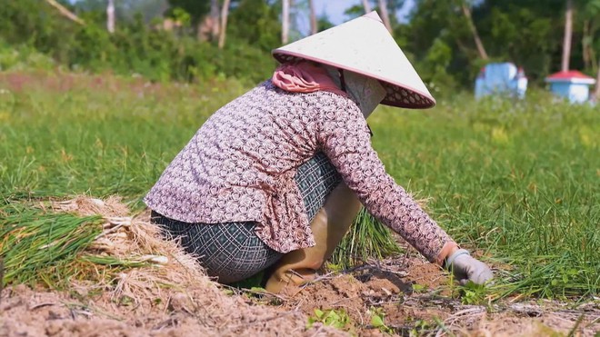60 Giây ngày 19/1/2026 | Gia Lai: Rộn ràng mùa thu hoạch kiệu Tết - Ảnh 4.
