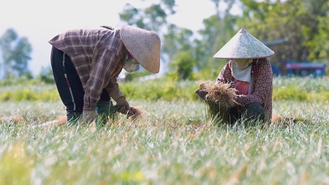 60 Giây ngày 19/1/2026 | Gia Lai: Rộn ràng mùa thu hoạch kiệu Tết - Ảnh 3.