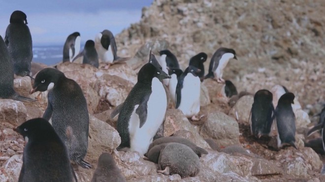 Nhiệt độ tăng ảnh hưởng đến mùa sinh sản của chim cánh cụt Nam Cực - Ảnh 1.