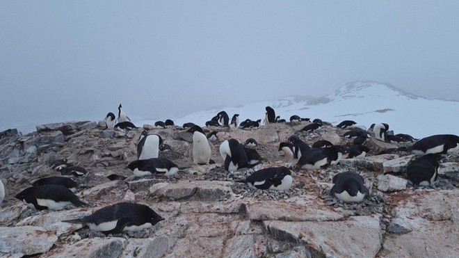 Nhiệt độ tăng ảnh hưởng đến mùa sinh sản của chim cánh cụt Nam Cực - Ảnh 2.