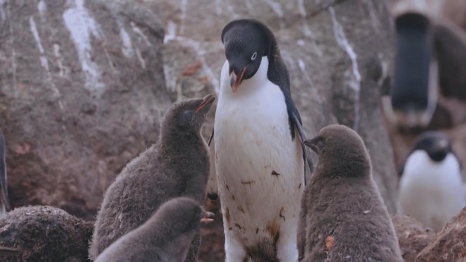 Nhiệt độ tăng ảnh hưởng đến mùa sinh sản của chim cánh cụt Nam Cực - Ảnh 3.