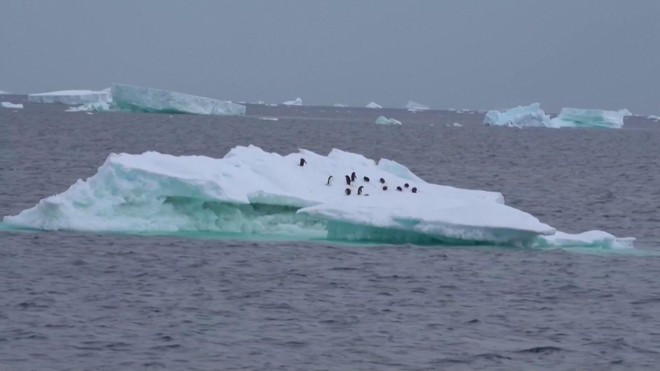 Nhiệt độ tăng ảnh hưởng đến mùa sinh sản của chim cánh cụt Nam Cực - Ảnh 4.