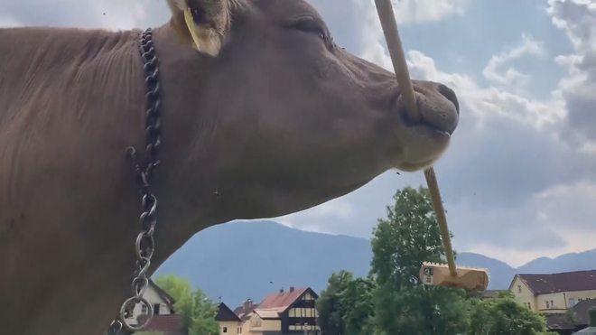 Bò có thể dùng chổi để gãi ngứa - Ảnh 1.