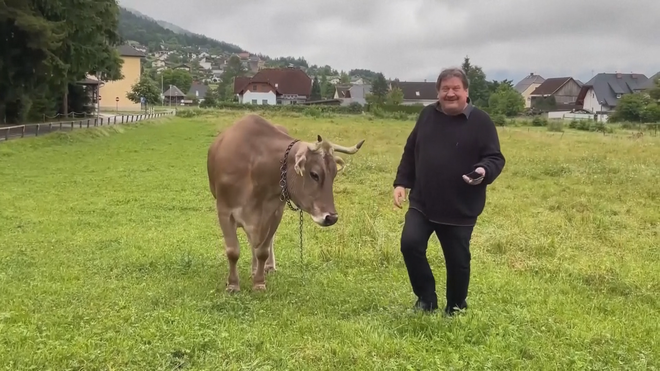 Bò có thể dùng chổi để gãi ngứa - Ảnh 5.